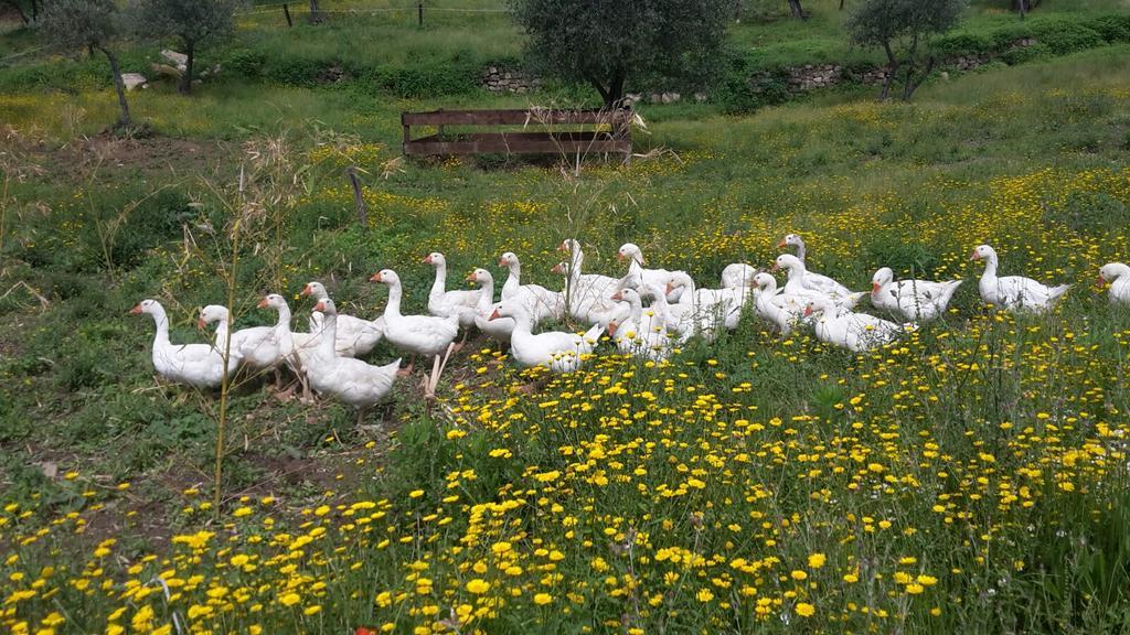 Agriturismo Villa Val D'Olivi Capodacqua  المظهر الخارجي الصورة